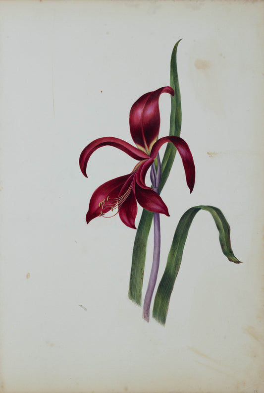 Deborah Gillingham. Amaryllis Formosissima. 1870.