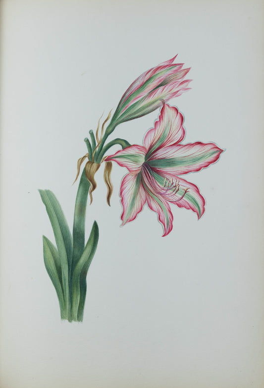 Deborah Gillingham. Amaryllis psittacina. 1870.
