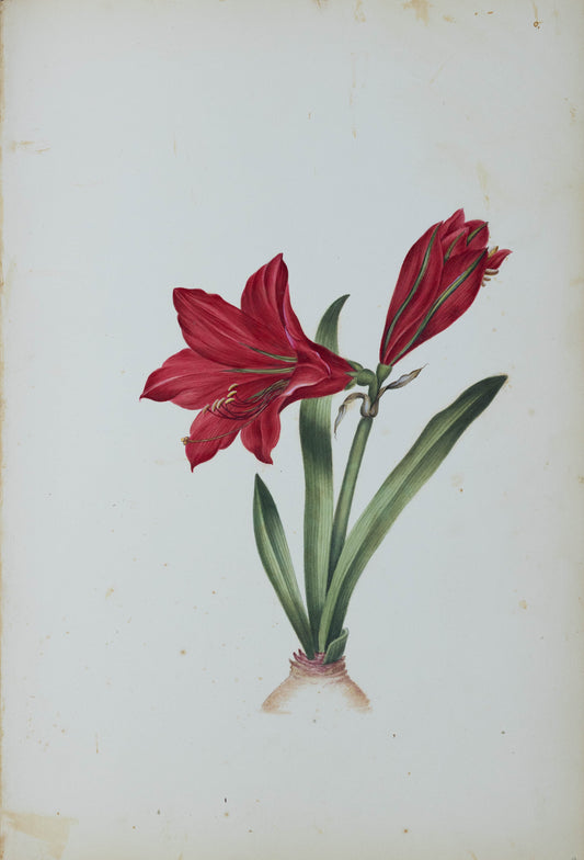 Deborah Gillingham. Amaryllis Regina. 1870.