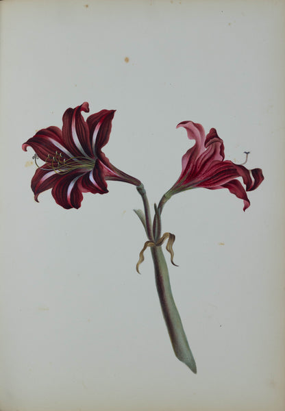 Deborah Gillingham. Amaryllis Reticulum. 1870.