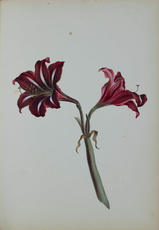 Deborah Gillingham. Amaryllis Reticulum. 1870.