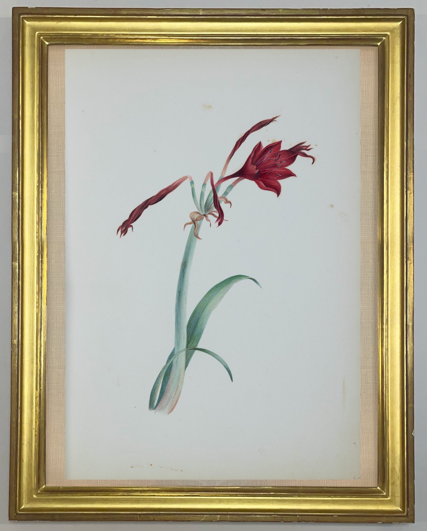 Deborah Gillingham. Amaryllis Sarniensis. 1870.