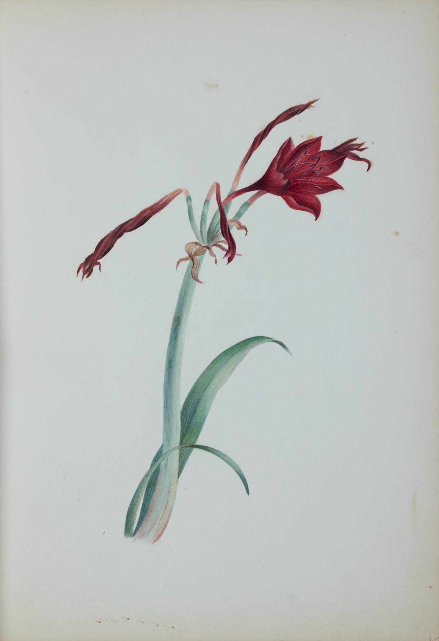 Deborah Gillingham. Amaryllis Sarniensis. 1870.
