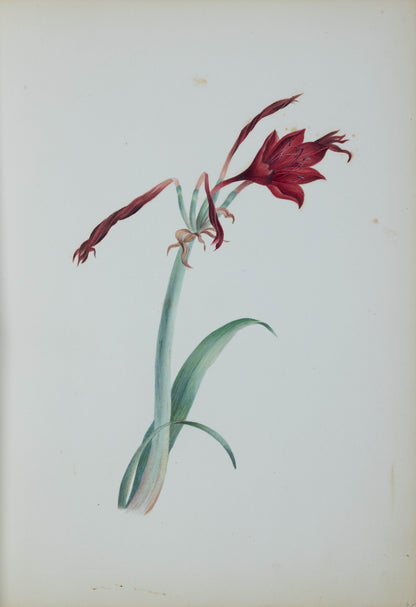 Deborah Gillingham. Amaryllis Sarniensis. 1870.