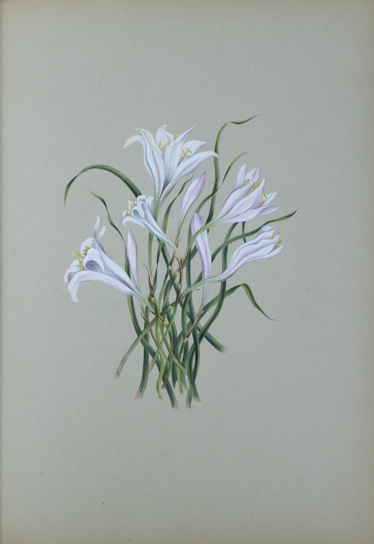 Deborah Gillingham. Amaryllis Tubispatma. 1870.