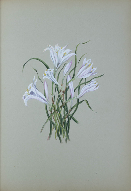 Deborah Gillingham. Amaryllis Tubispatma. 1870.