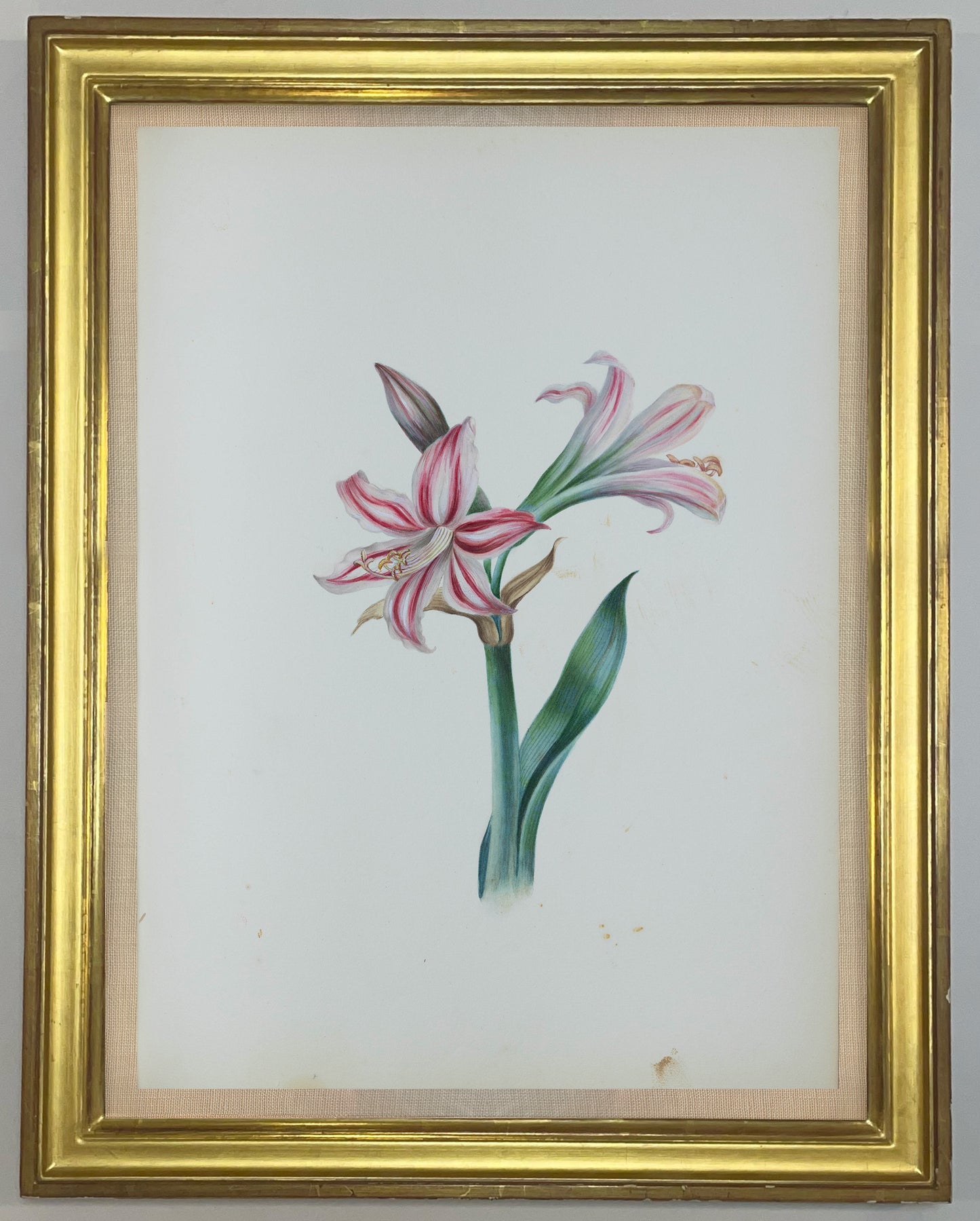 Deborah Gillingham. Amaryllis Vittata. 1870.