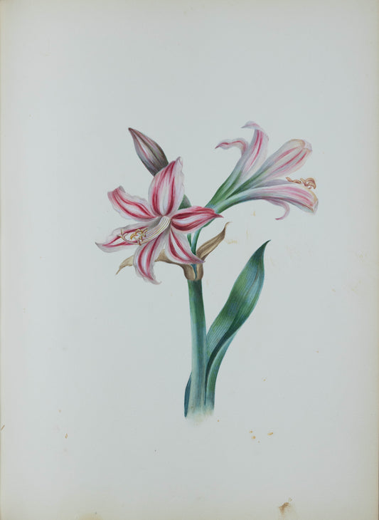 Deborah Gillingham. Amaryllis Vittata. 1870.
