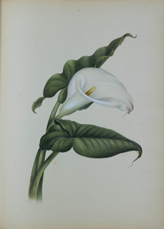 Deborah Gillingham. Calla Aethiopica. 1870.