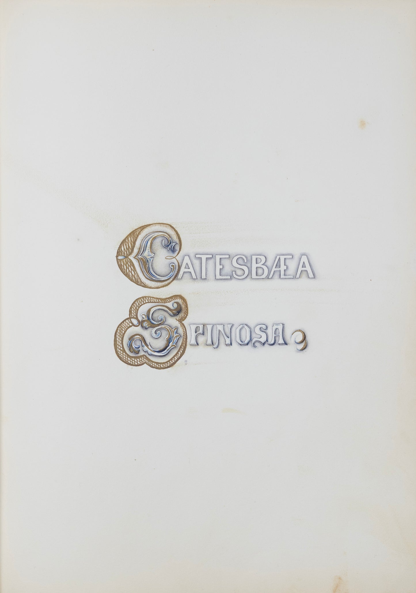 Deborah Gillingham. Catesbaea Spinosa. 1870.