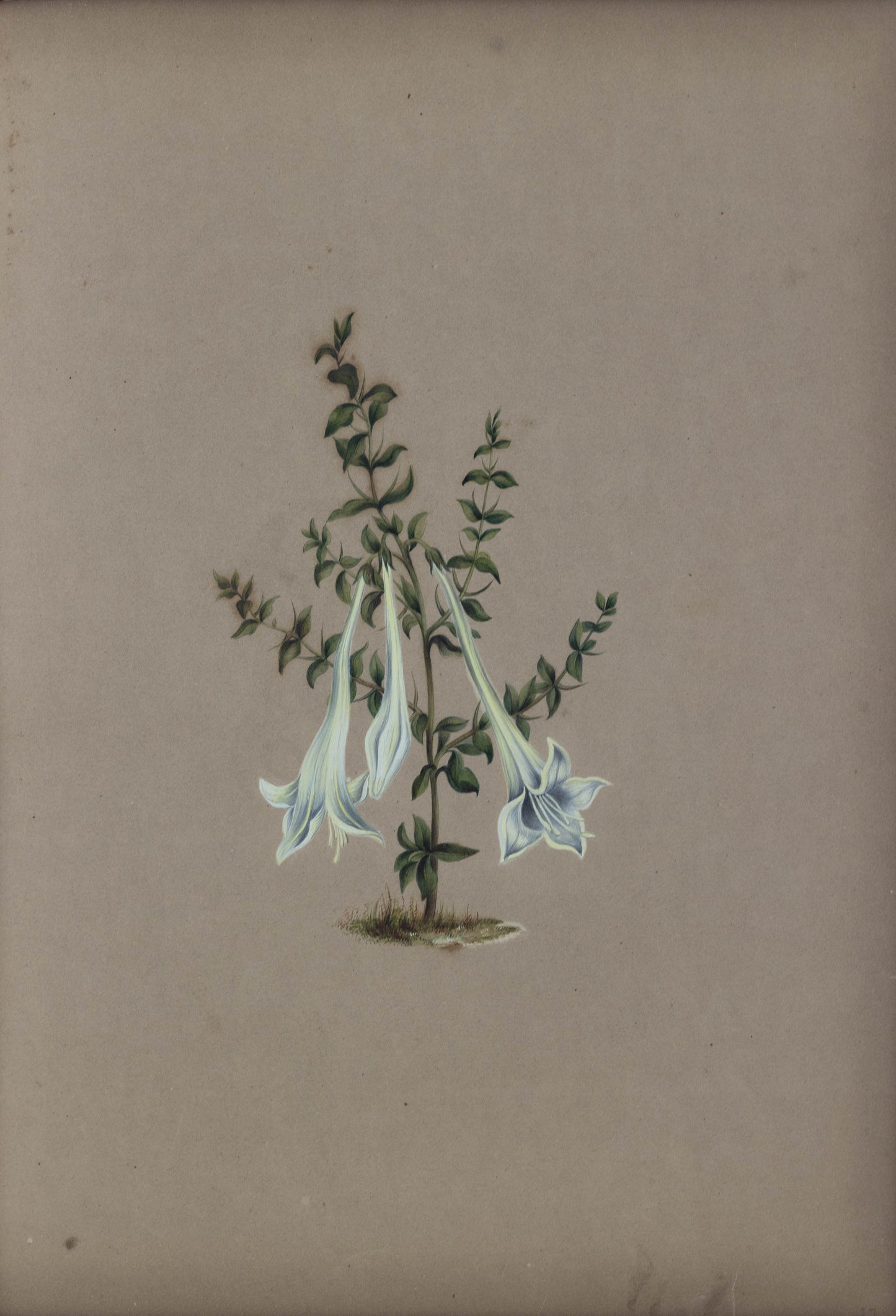 Deborah Gillingham. Catesbaea Spinosa. 1870.