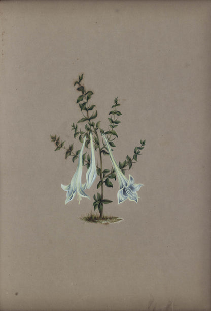 Deborah Gillingham. Catesbaea Spinosa. 1870.