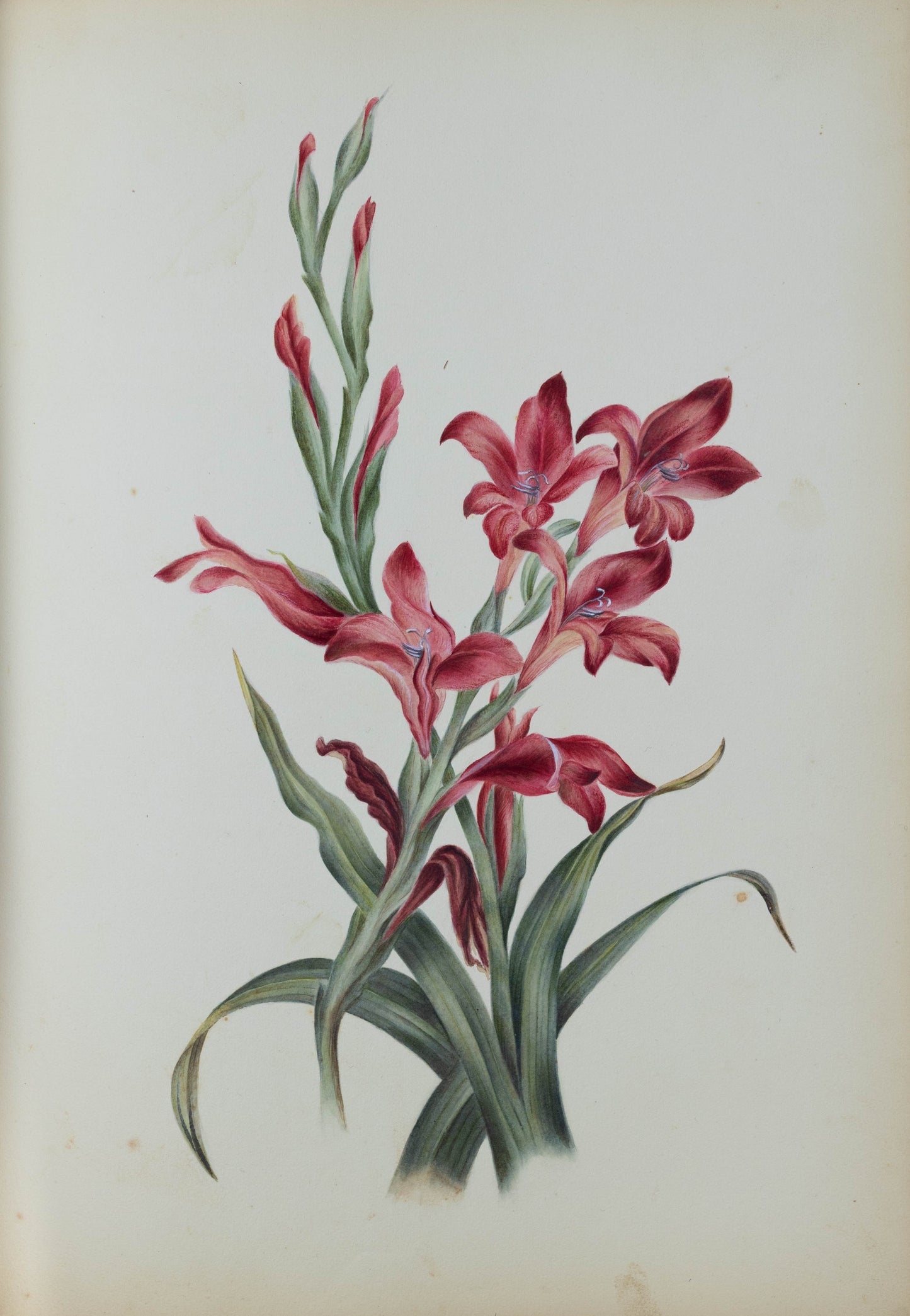 Deborah Gillingham. Cladiolus. 1870.