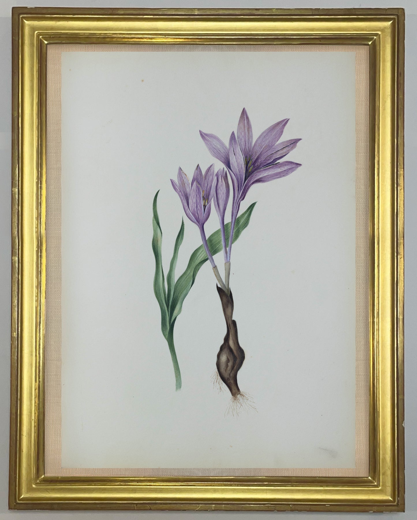 Deborah Gillingham. Colchicum Cariadatum. 1870.