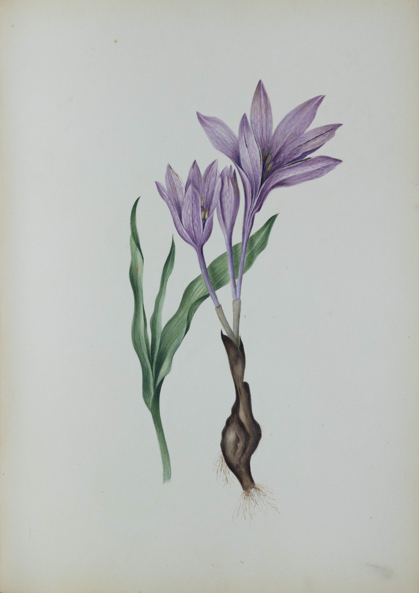 Deborah Gillingham. Colchicum Cariadatum. 1870.