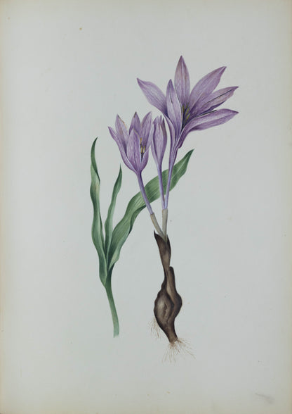 Deborah Gillingham. Colchicum Cariadatum. 1870.