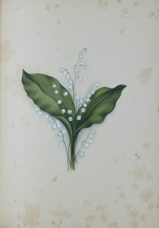 Deborah Gillingham. Conuallaria Mayalis. 1870.