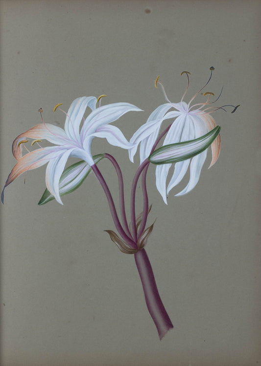 Deborah Gillingham. Crinum Crubscens. 1870.