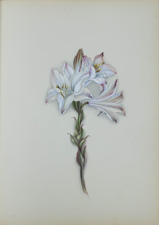 Deborah Gillingham. Flora, Alba Striatum. 1870.