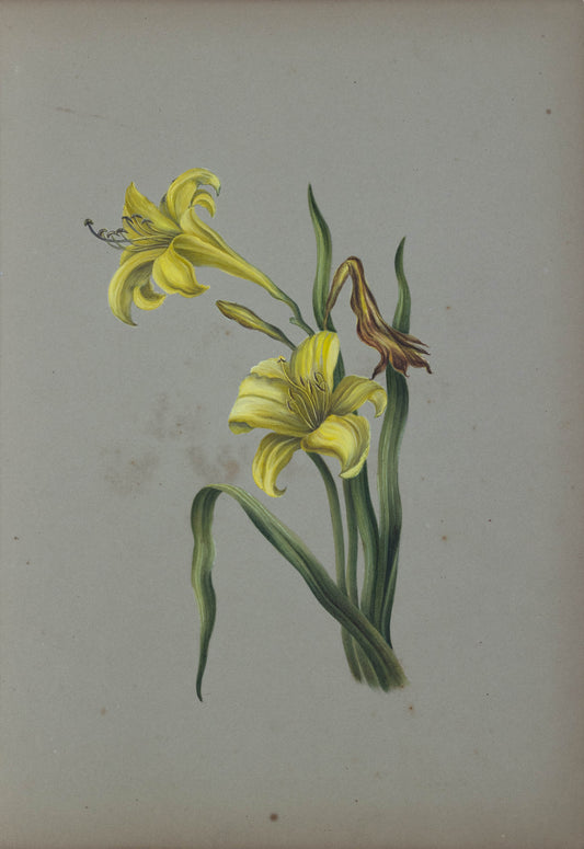 Deborah Gillingham. Hemerocalis Flava. 1870.