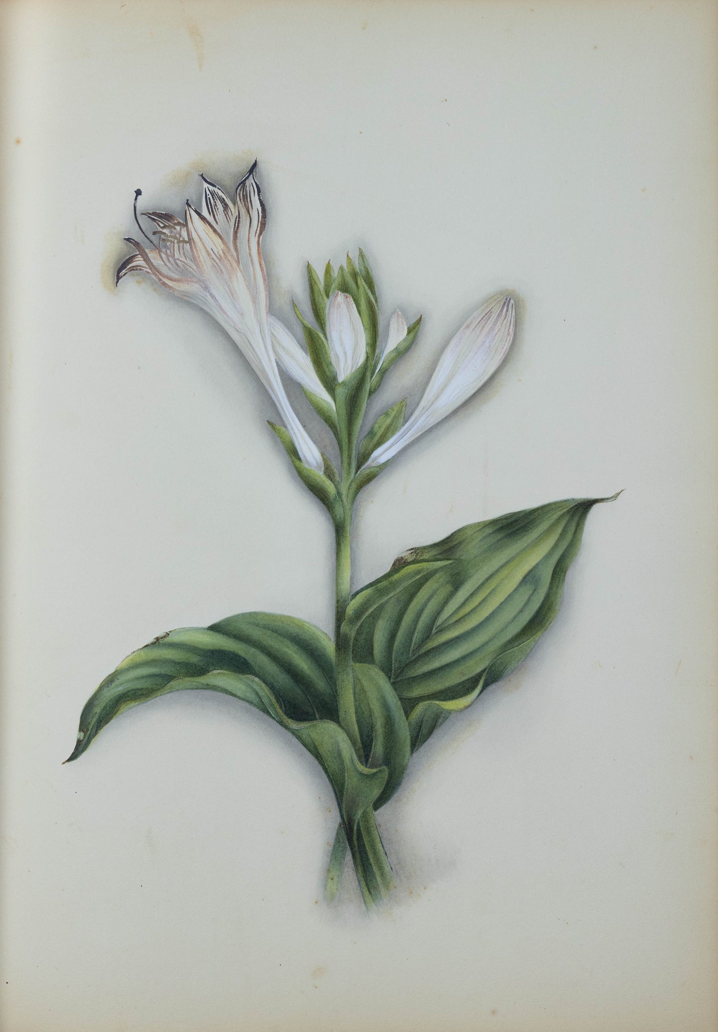 Deborah Gillingham. Hemerocalis Iaponica. 1870.