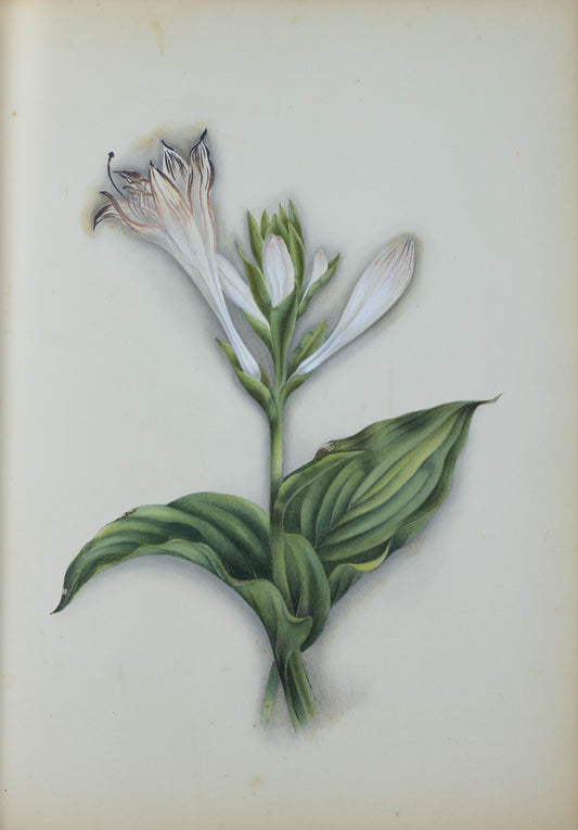 Deborah Gillingham. Hemerocalis Iaponica. 1870.