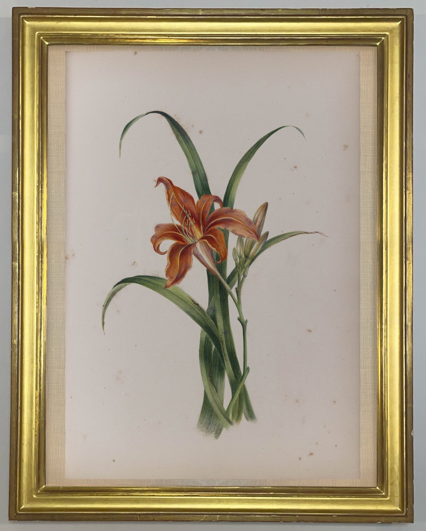 Deborah Gillingham. Hemerocallis Culea. 1870.