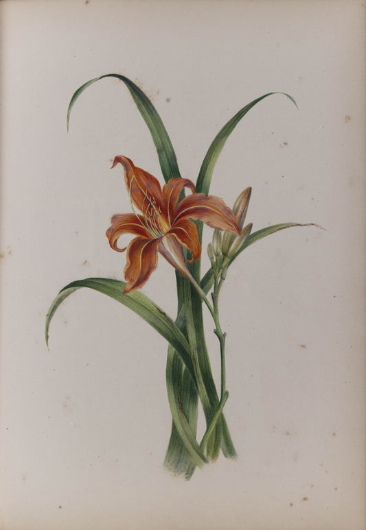 Deborah Gillingham. Hemerocallis Culea. 1870.