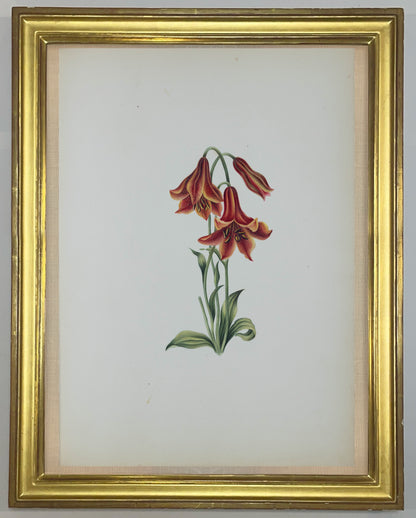 Deborah Gillingham. Lilium Canadense. 1870.