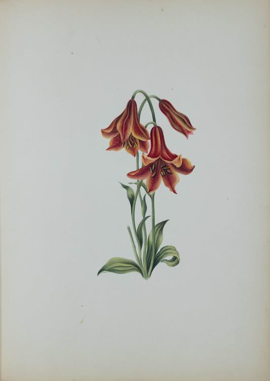 Deborah Gillingham. Lilium Canadense. 1870.