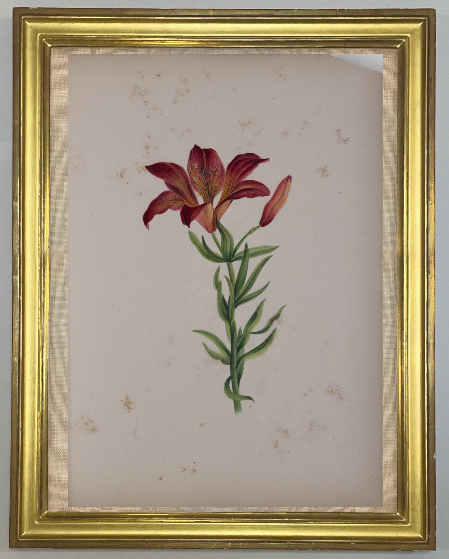 Deborah Gillingham. Lilium Fulgens Grandiflora. 1870.