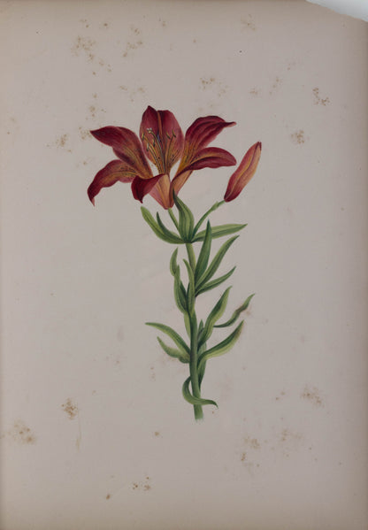 Deborah Gillingham. Lilium Fulgens Grandiflora. 1870.
