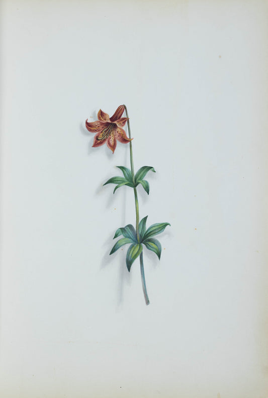 Deborah Gillingham. Lilium Pendulitlorum. 1870.
