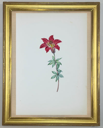 Deborah Gillingham. Lilium Pennsylvanicum. 1870.