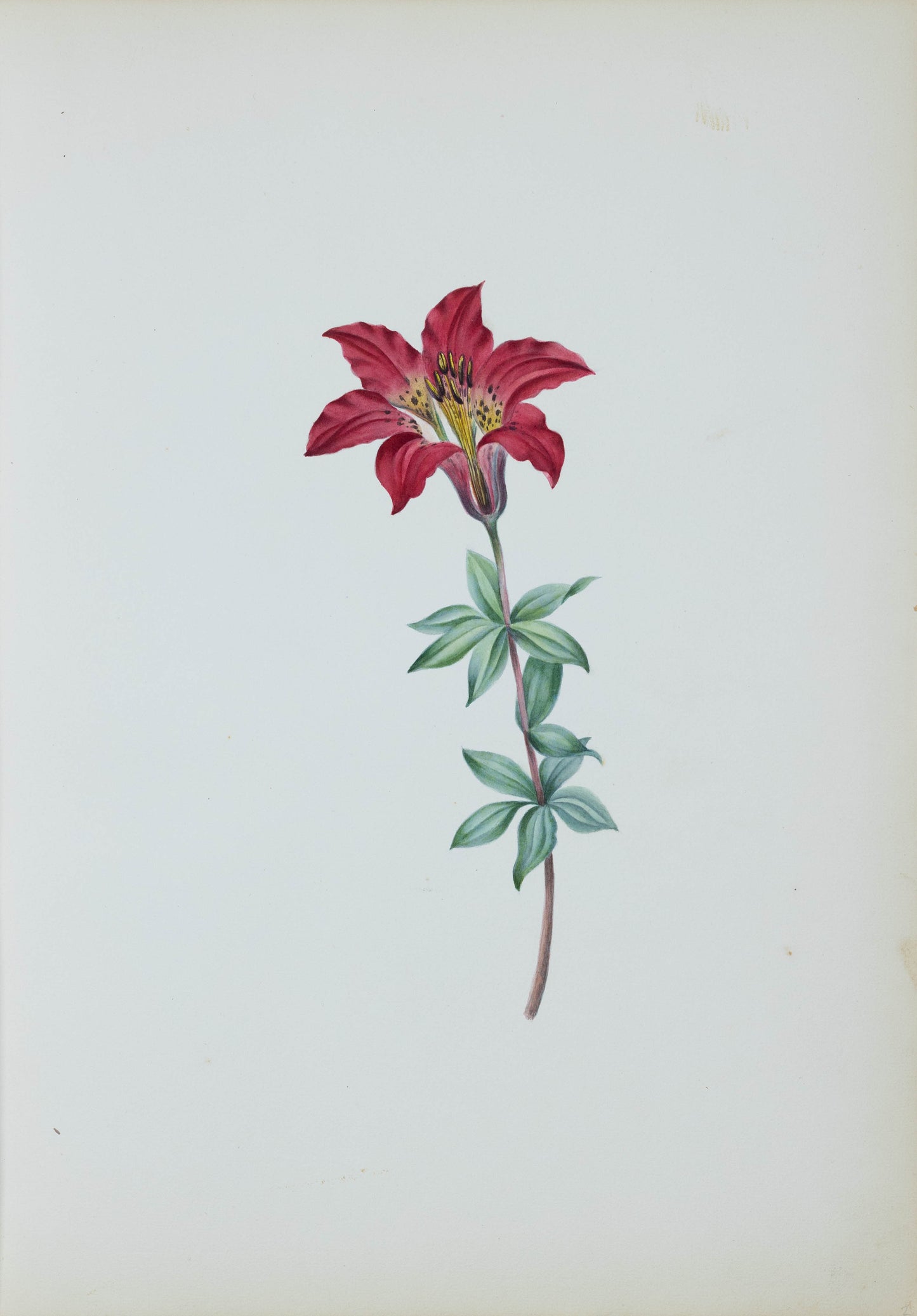 Deborah Gillingham. Lilium Pennsylvanicum. 1870.