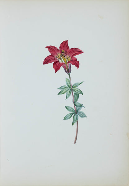 Deborah Gillingham. Lilium Pennsylvanicum. 1870.
