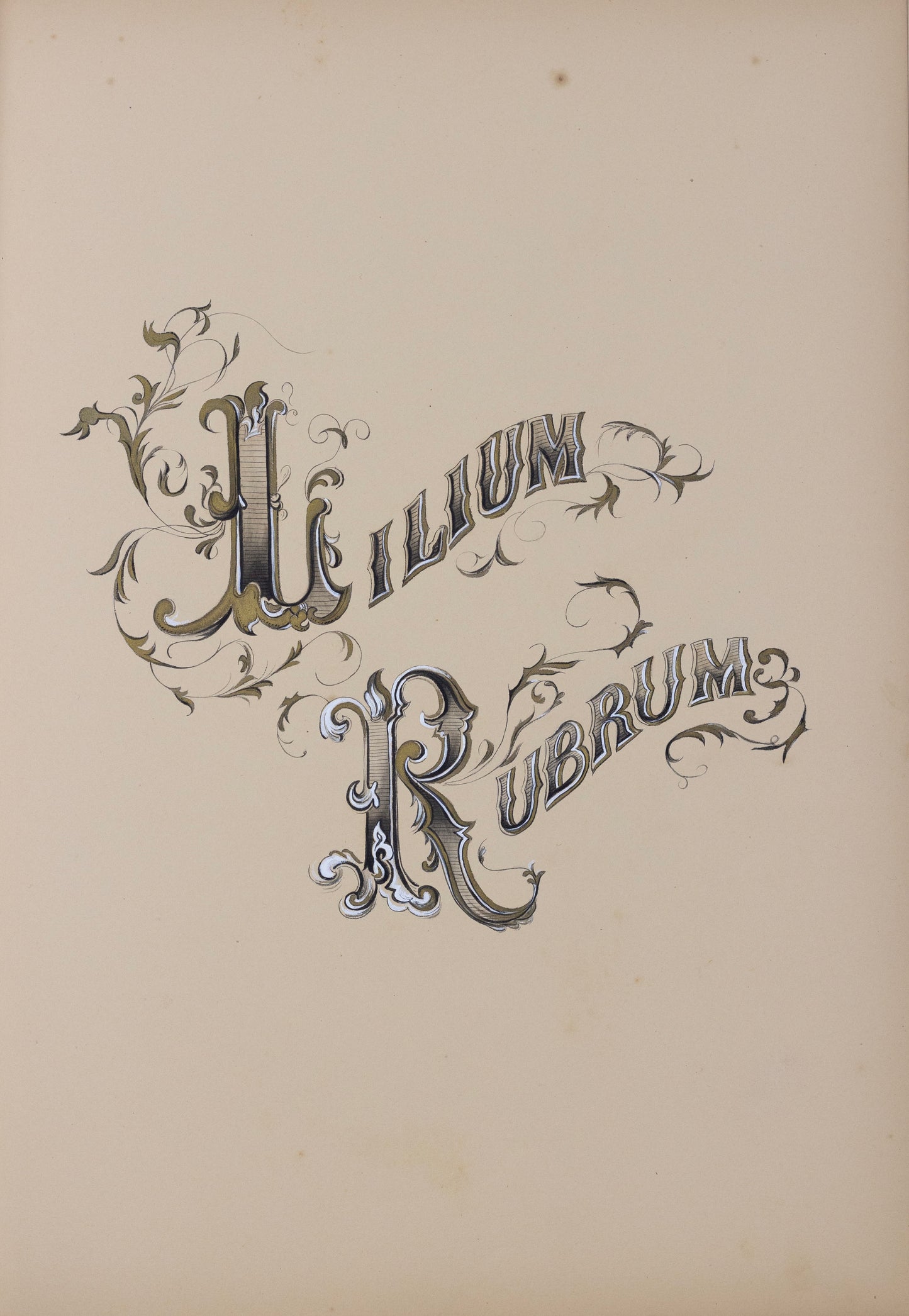 Deborah Gillingham. Lilium Rubrum. 1870.