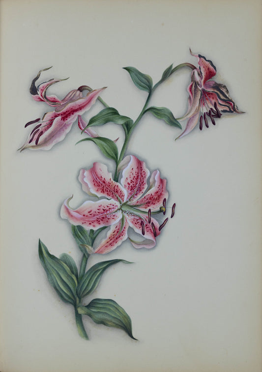 Deborah Gillingham. Lilium Rubrum. 1870.