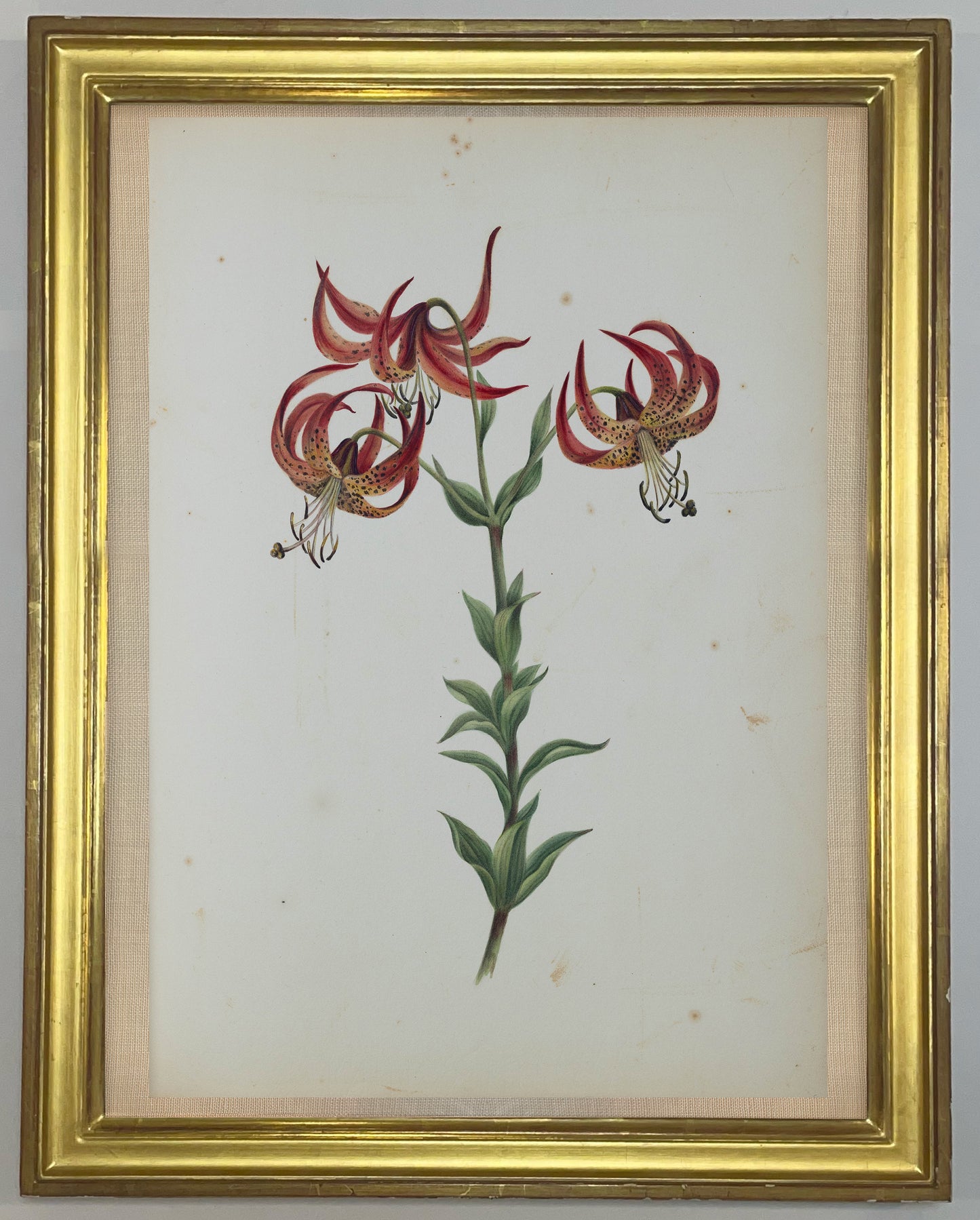 Deborah Gillingham. Lilium Superbum. 1870.