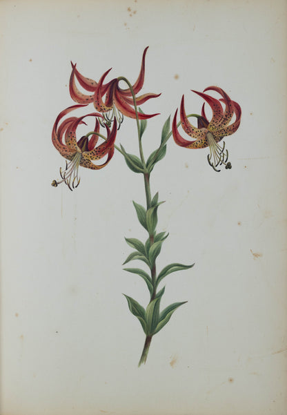 Deborah Gillingham. Lilium Superbum. 1870.
