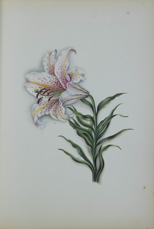 Deborah Gillingham. Lillium Auratum. 1870.