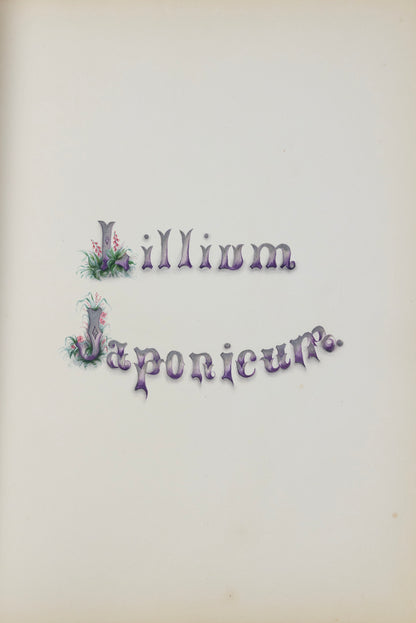 Deborah Gillingham. Lillium Japonicum. 1870.