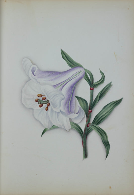 Deborah Gillingham. Lillium Japonicum. 1870.