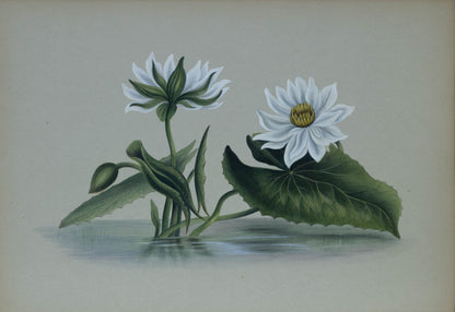 Deborah Gillingham. Lotus. 1870.