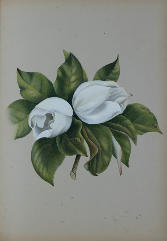 Deborah Gillingham. MA Grandiflora. 1870.