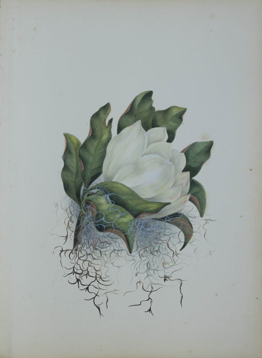 Deborah Gillingham. M Grandiflora. 1870.