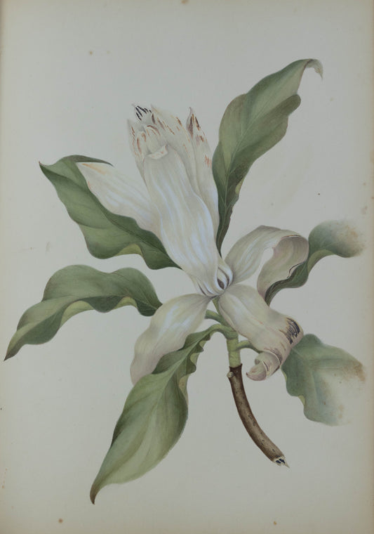 Deborah Gillingham. M Grandifolia. 1870.