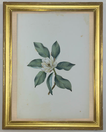 Deborah Gillingham. Magnolia Alauca. 1870.