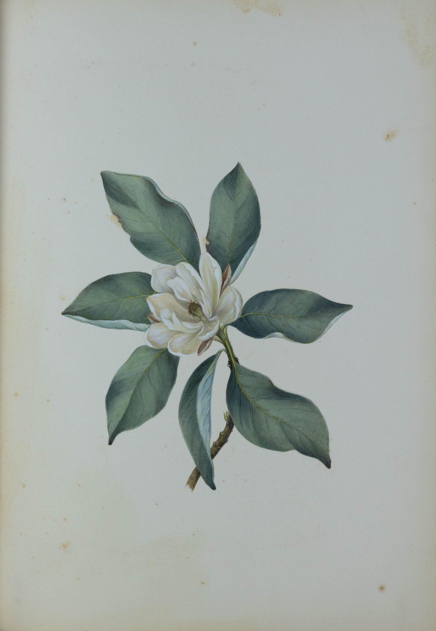Deborah Gillingham. Magnolia Alauca. 1870.
