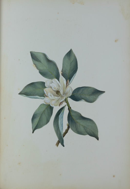 Deborah Gillingham. Magnolia Alauca. 1870.